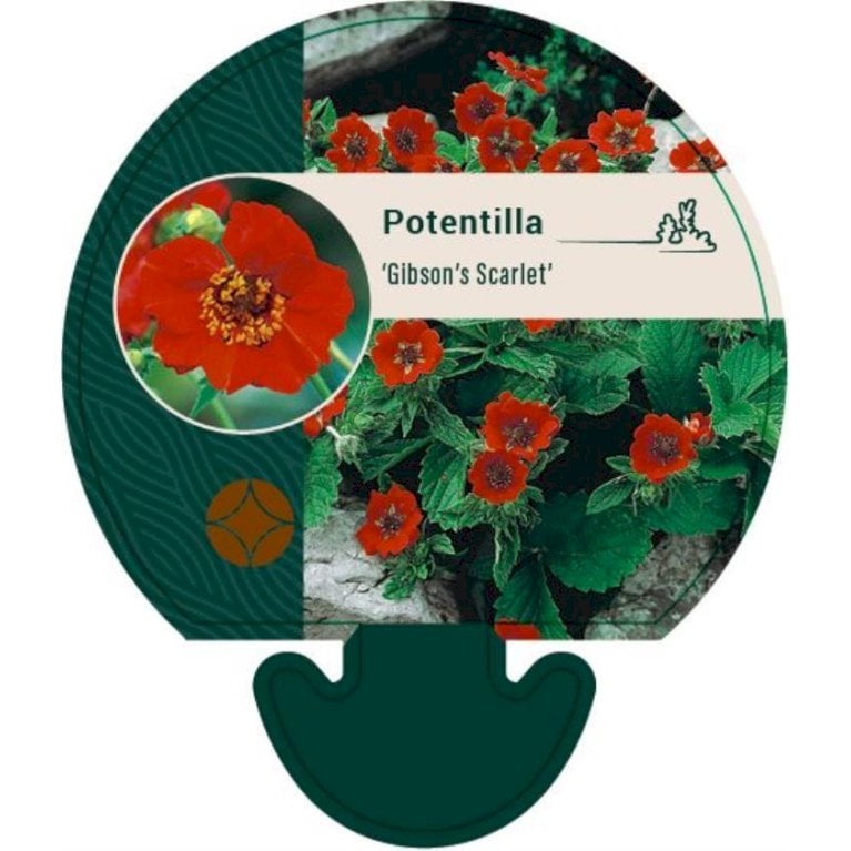 Potentil