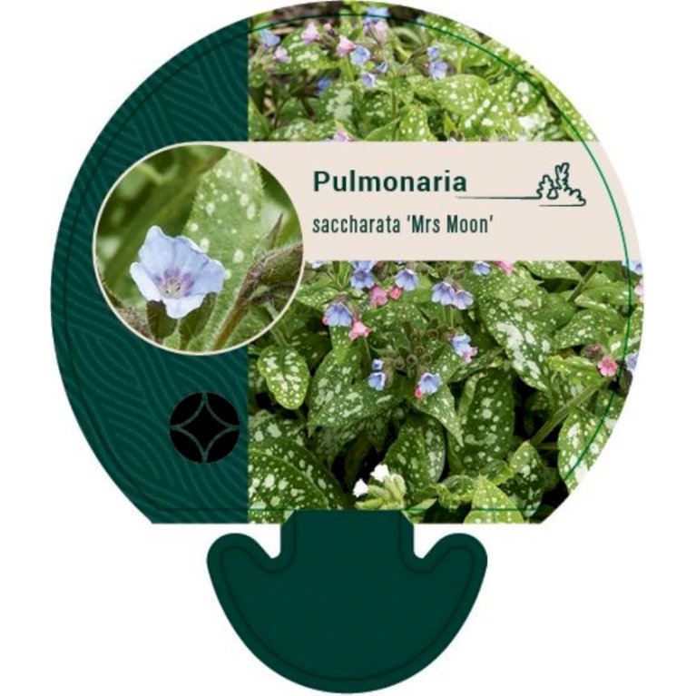 Broget Lungeurt - Pulmonaria saccharata 'Mrs. Moon' (0,8 liter potte)