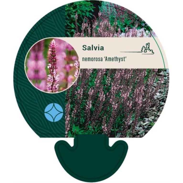Staudesalvie 'Amethyst'