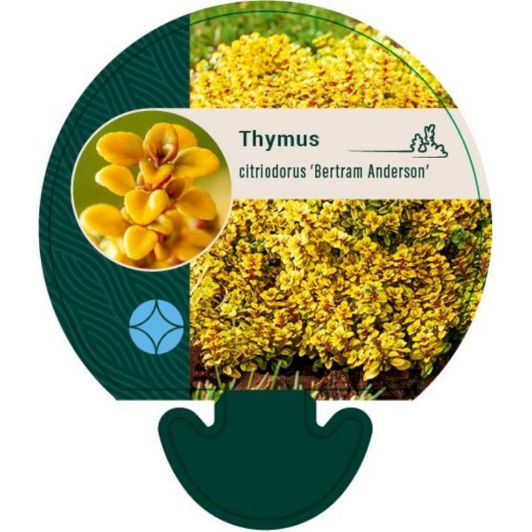 Citron timian
