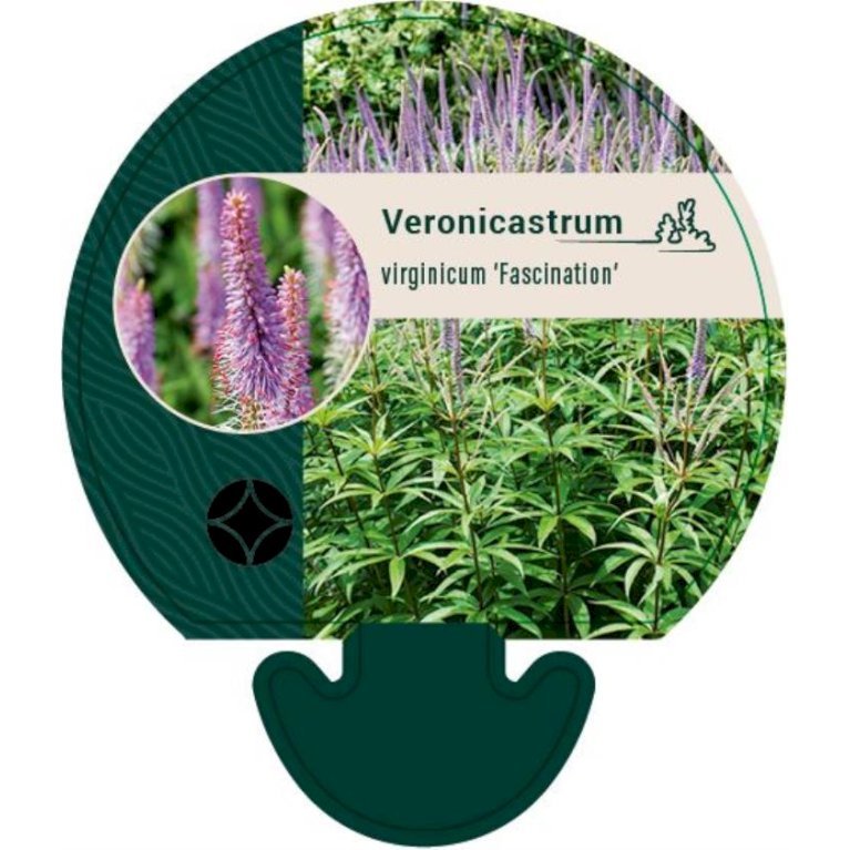 Virginsk Ærenpris 'Fascination'