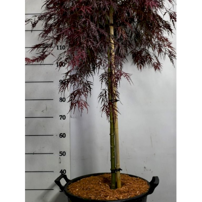 Japansk dværgahorn