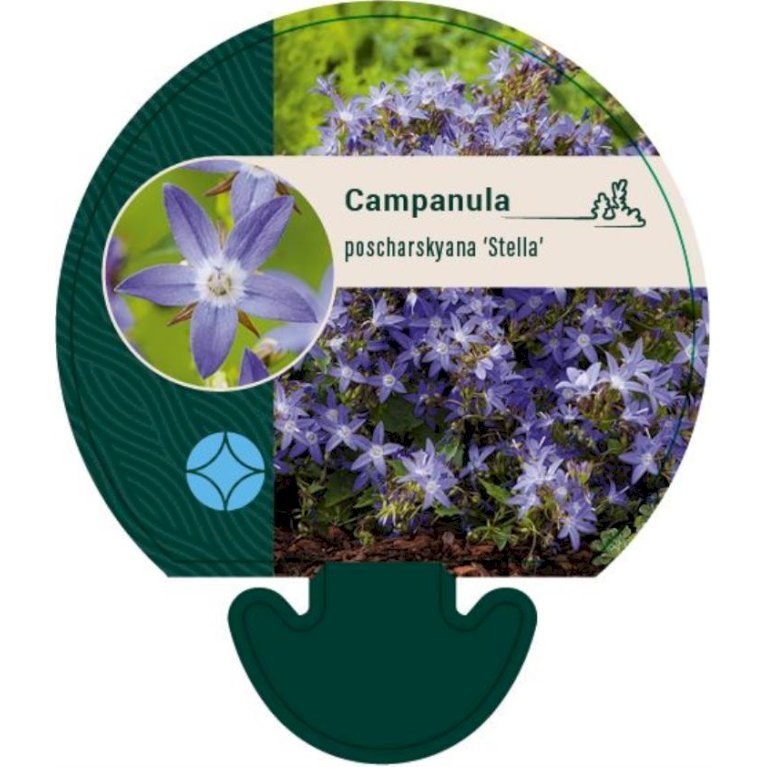Stjerneklokke 'Stella'