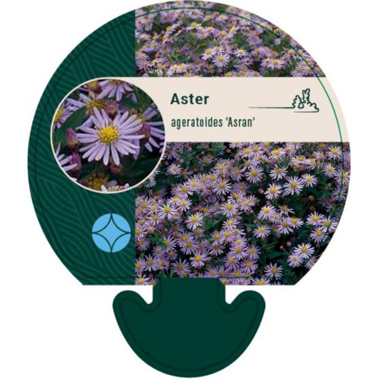 Japansk Asters 'Asran'