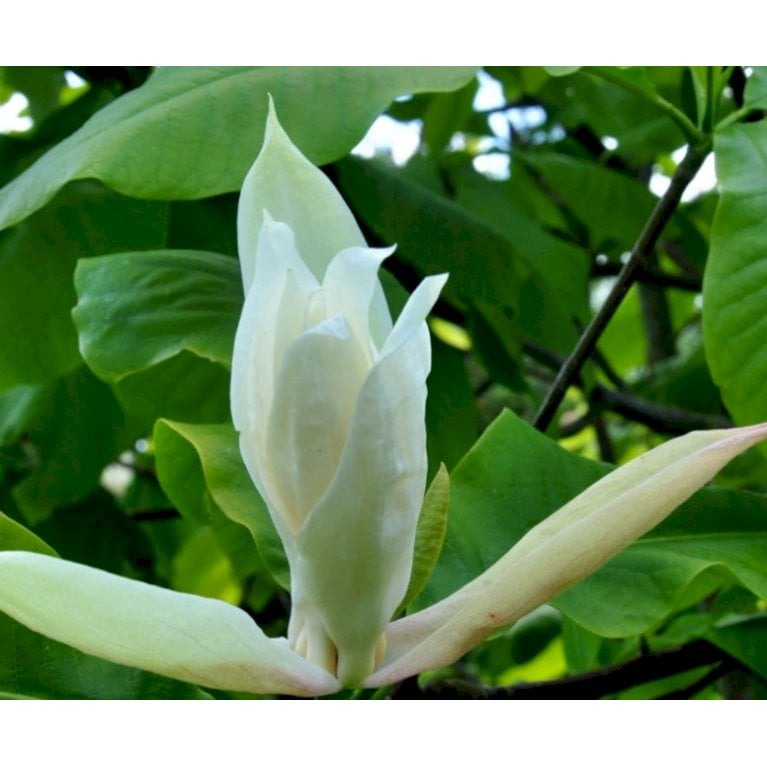 Paraply-magnolia