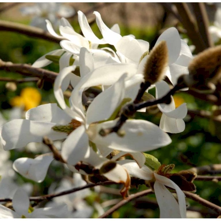 Magnolia 'Snowdrift'