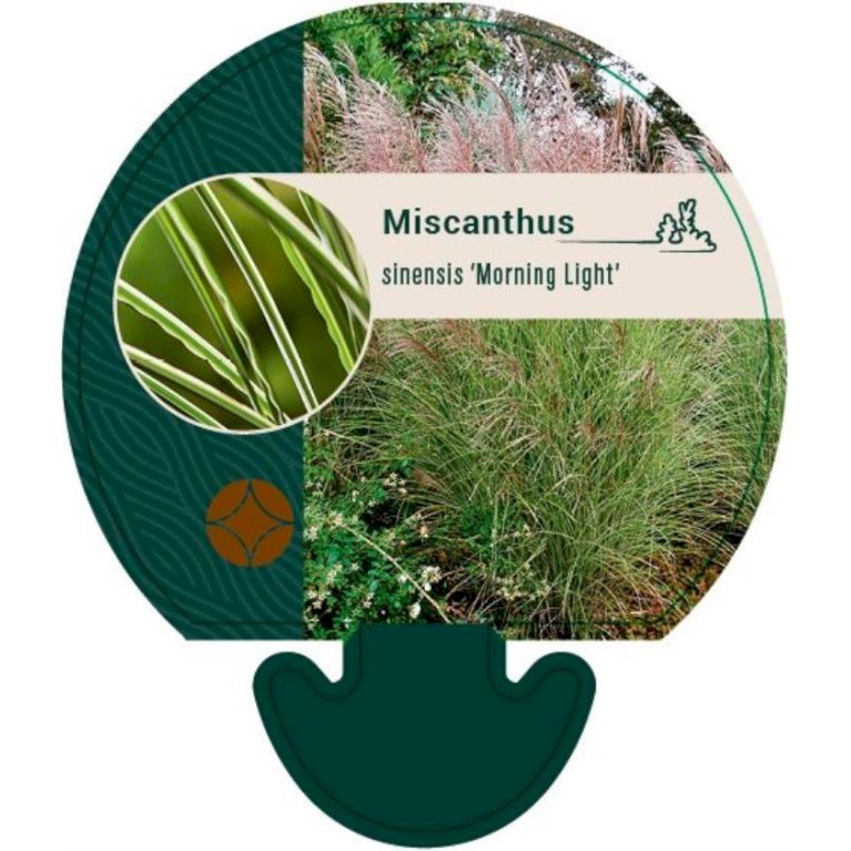 Smalbladet elefantgræs 'Morning Light'