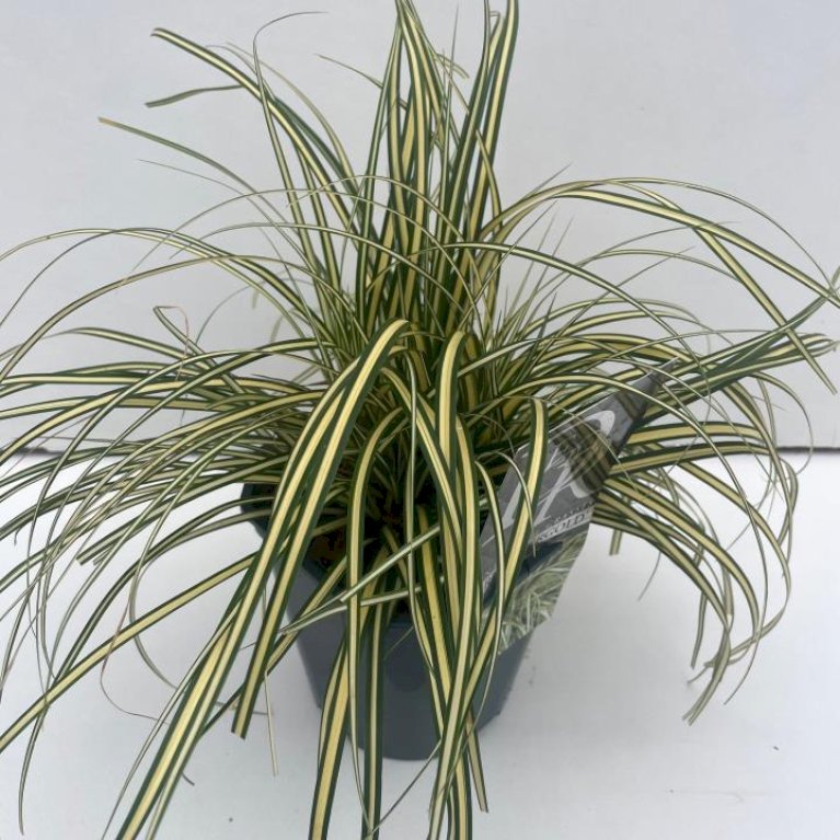 Star 'Evergold'