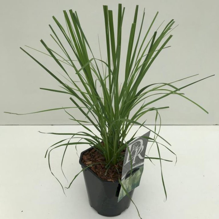 Lav Pampasgræs 'Pumila'