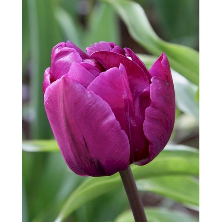 Tulipan 'Negrita Double' Storkøb
