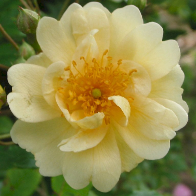 Rosa helenae 'Hybrida'