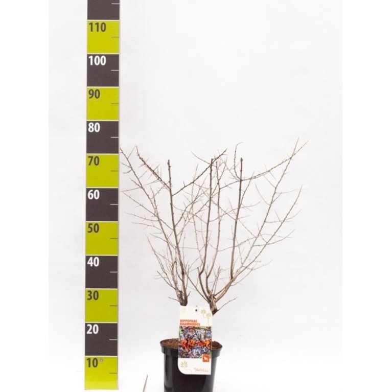 Havtorn (ej kønssorterede)