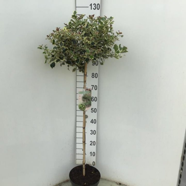 Kristtorn 'Argentea Marginata'