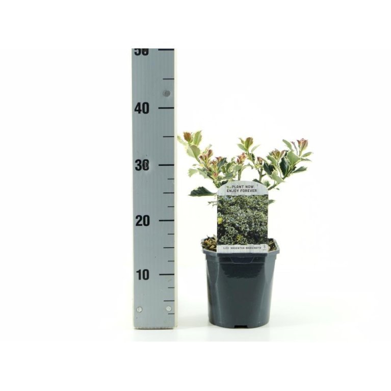 Kristtorn 'Argentea Marginata'