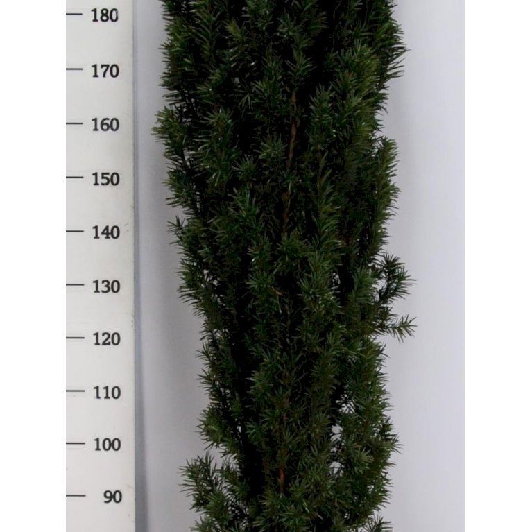 Almindelig Taks 'Robusta' - Taxus baccata 'Robusta' (3 Liter potte)