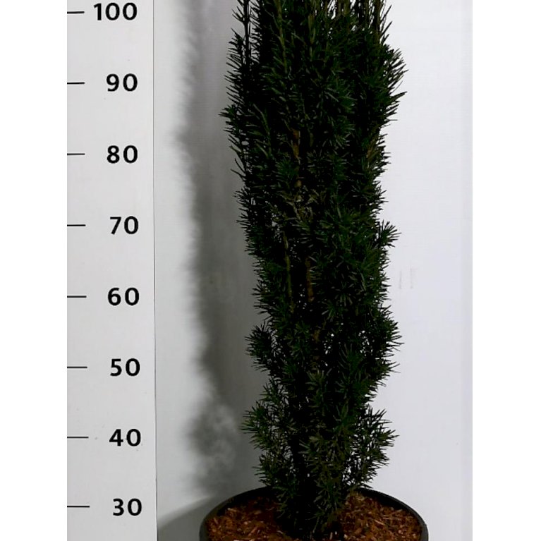 Almindelig Taks 'Robusta'