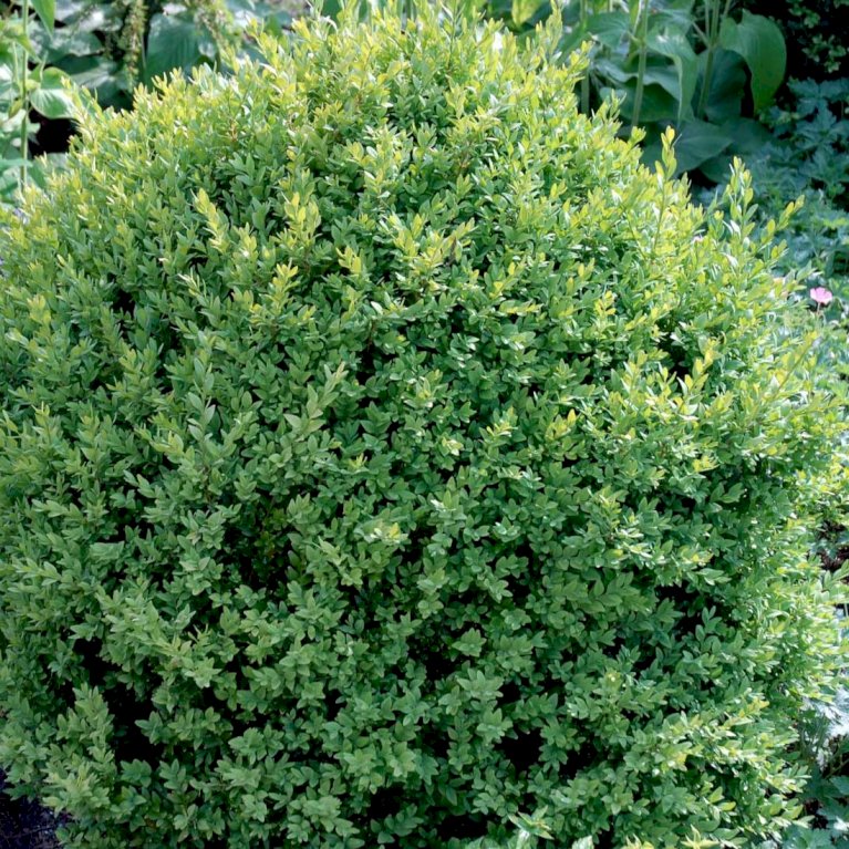 Buxus Sempervirens Var. Arborescens