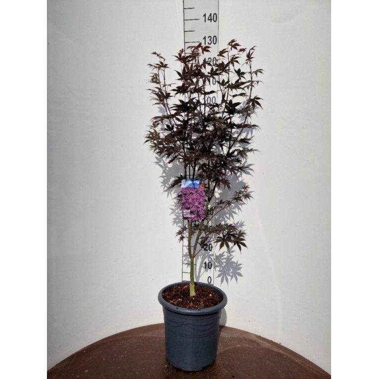 Japansk Ahorn 'Bloodgood'