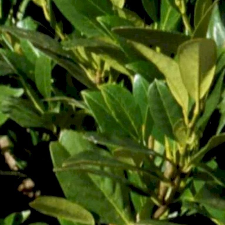 Prunus Laurocerasus 'Gajo'