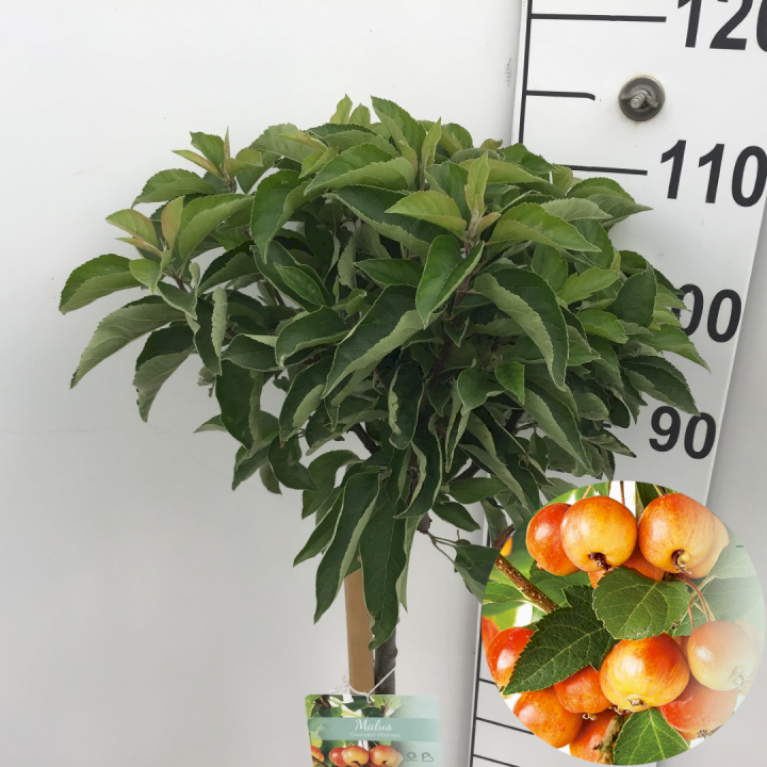 Paradisæble 'Pom'zai' Courtabri'