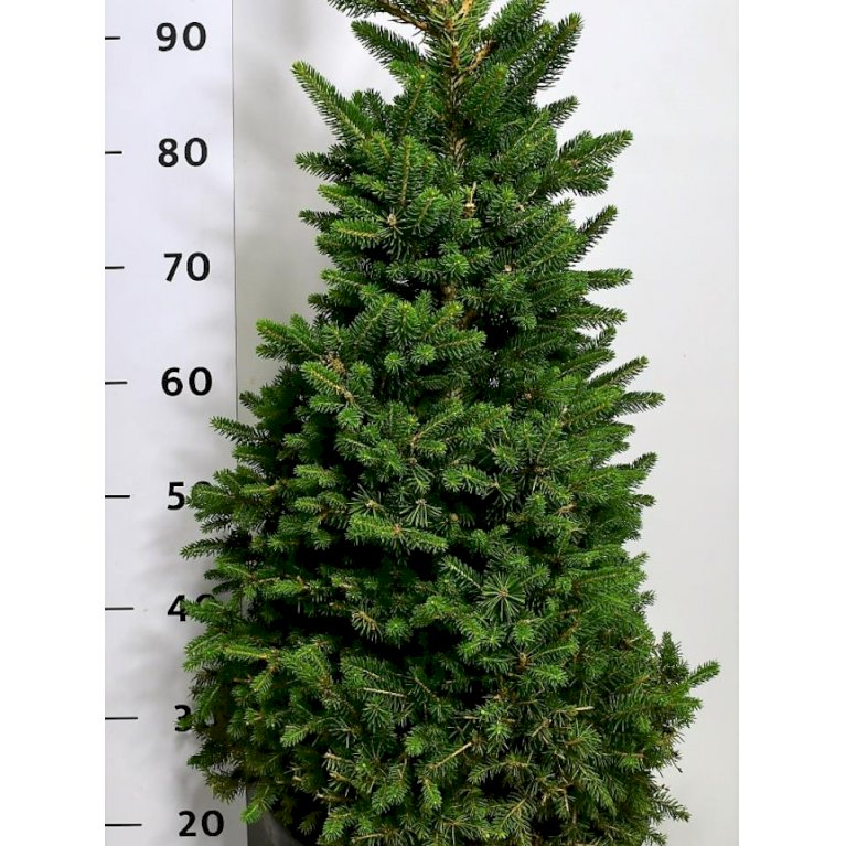 Rødgran 'Wills Zwerg'