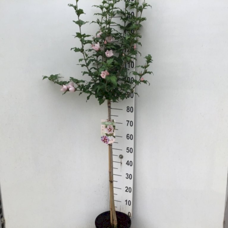 Syrisk Rose 'Hamabo'
