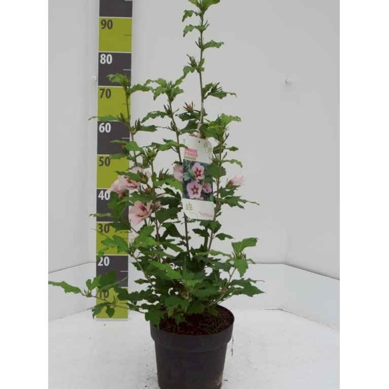 Syrisk Rose 'Hamabo'