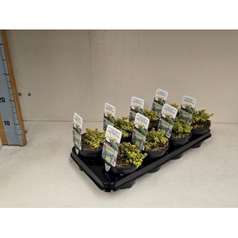 Citron timian 'Aureus'