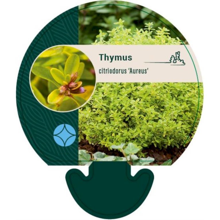 Citron timian 'Aureus'