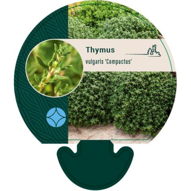 Havetimian 'Compactus'