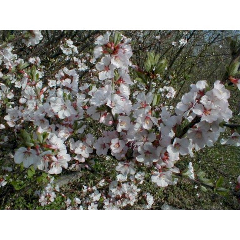 Prunus tomentosa