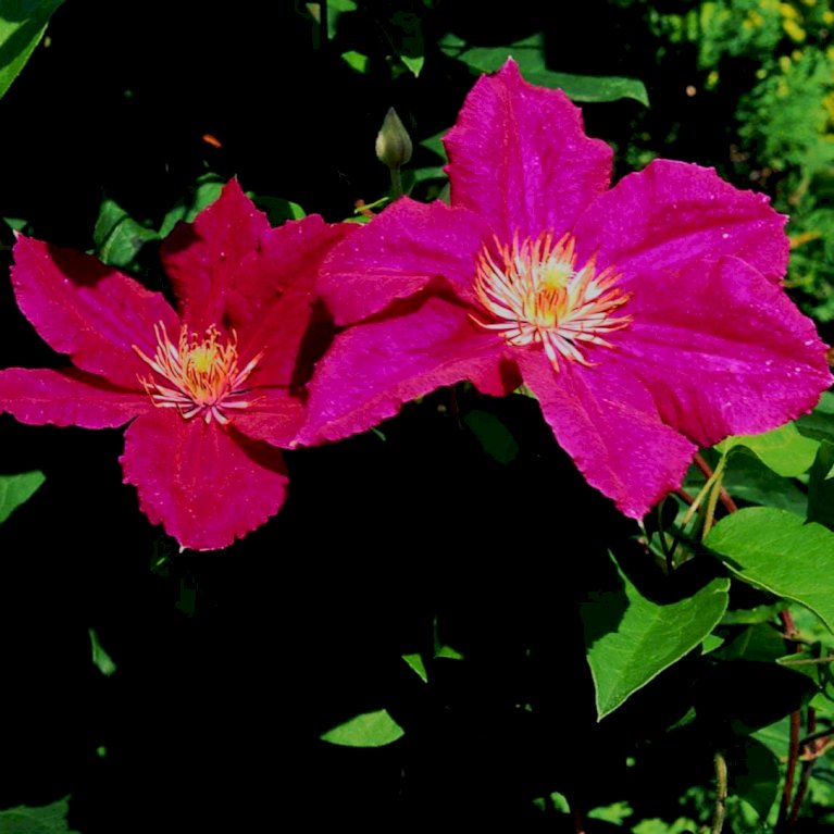 Klematis 'Ernest Markham'