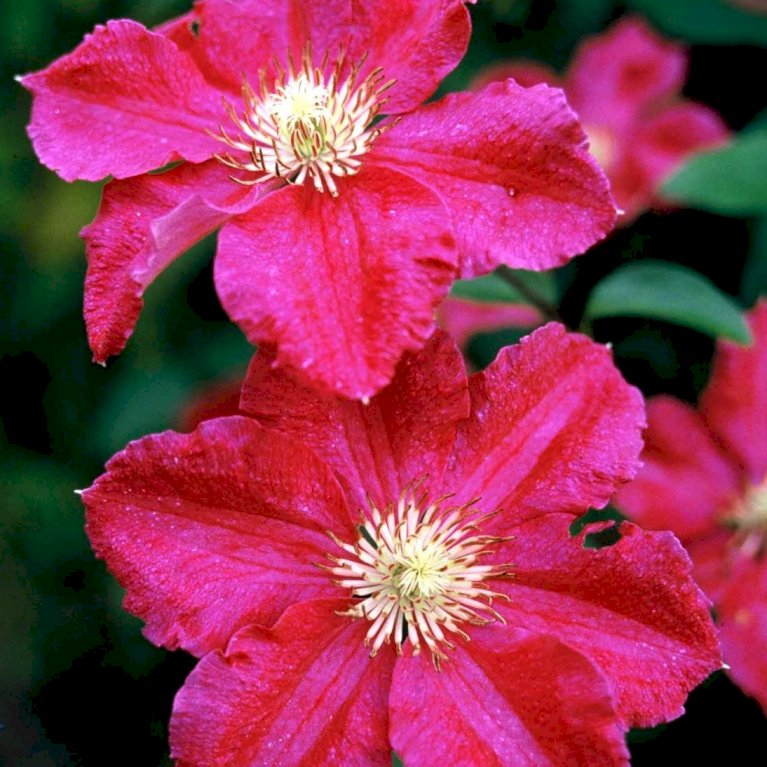 Klematis 'Ernest Markham'