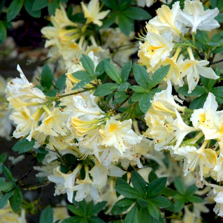 RHODODENDRON 'DAVIESII'