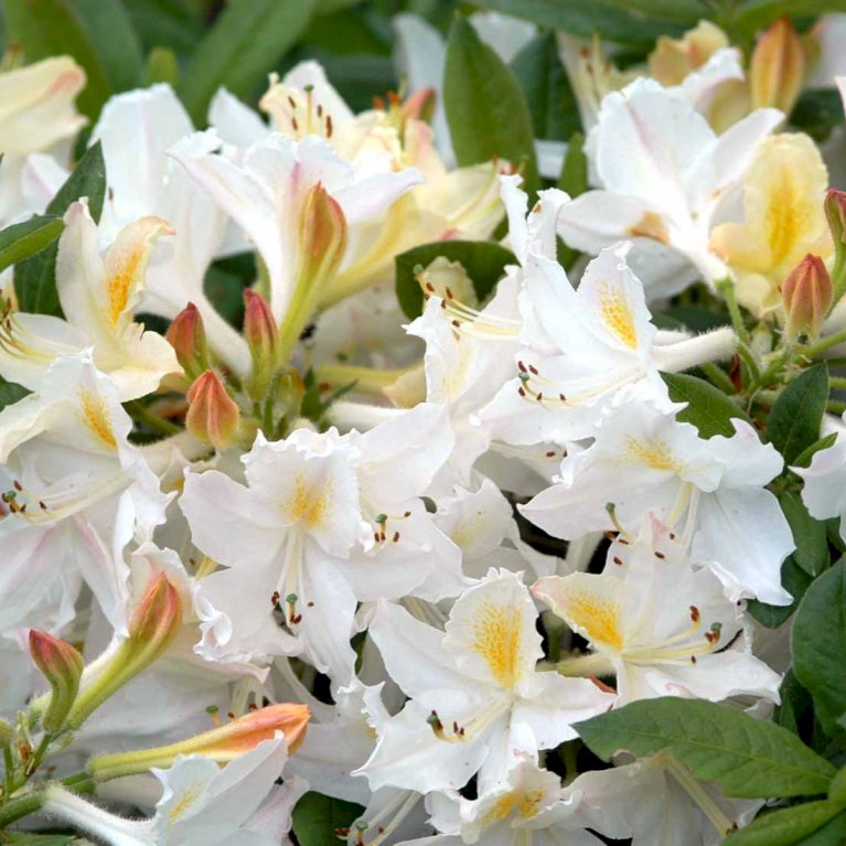 RHODODENDRON 'DAVIESII'