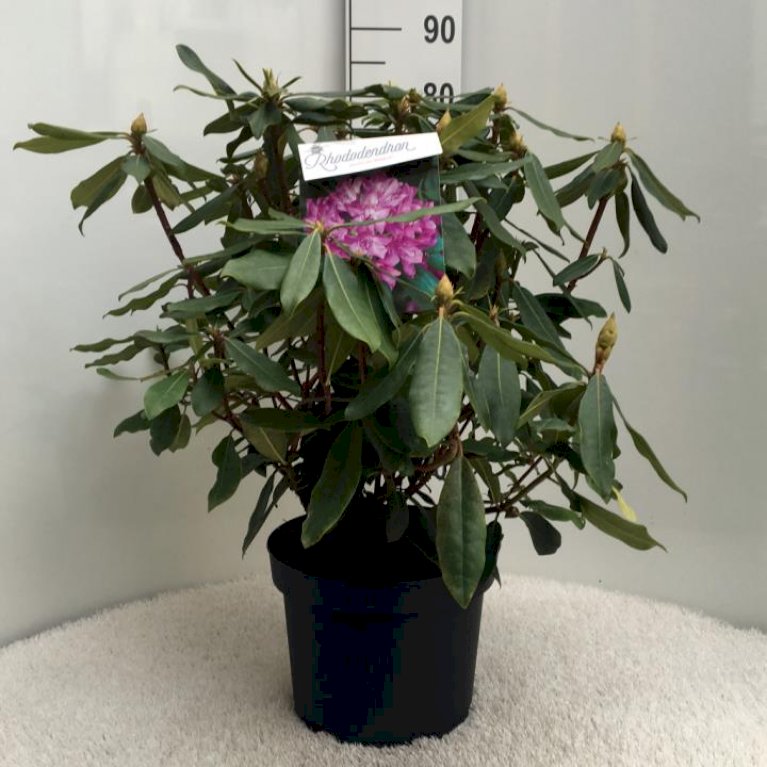 'Ponticum Roseum'