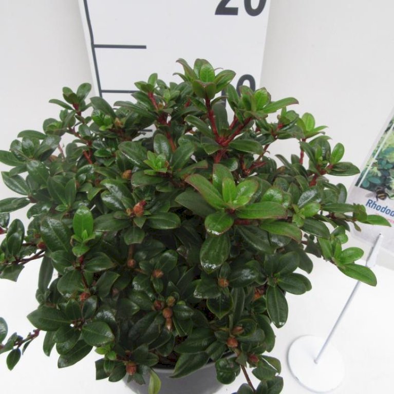 'Princess Anne'