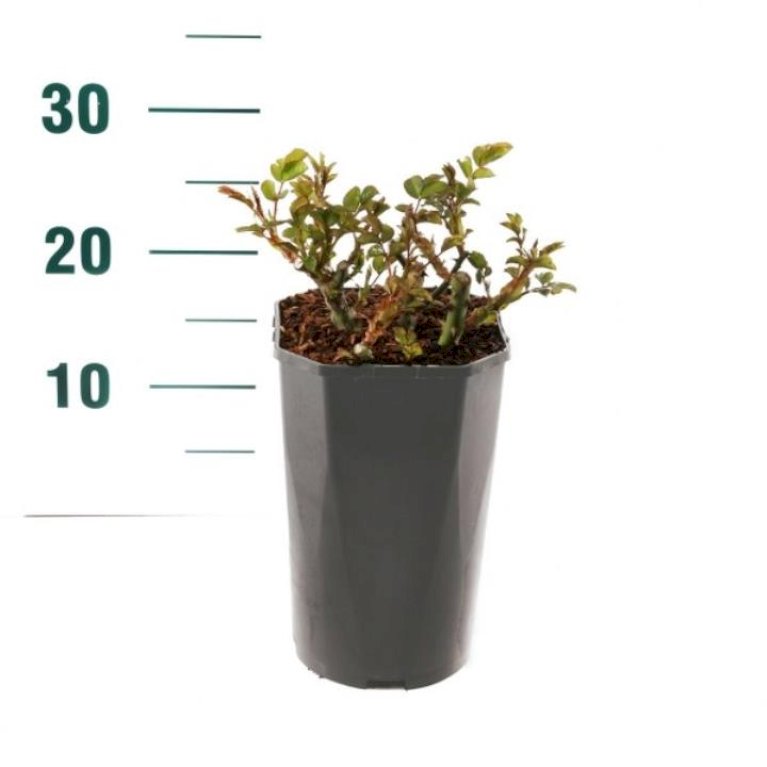 'Leonardo Da Vinci'®