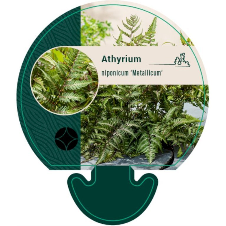 Nipponfjerbregne 'Pictum' ('Metallicum')
