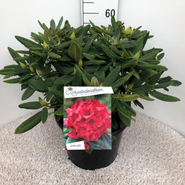 RHODODENDRON 'VOLLBLUT'