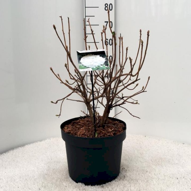 RHODODENDRON 'WHITETHROAT'