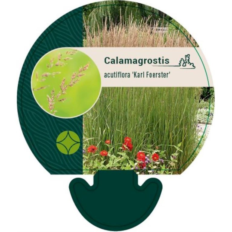 Rørhvene 'Karl Foerster'