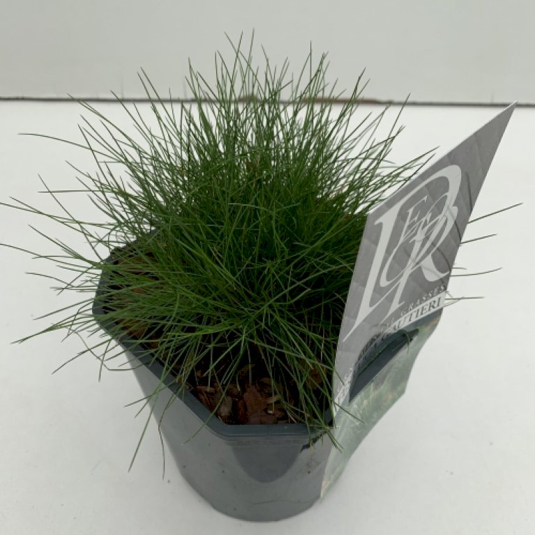 Bjørnegræs - Festuca gautieri (scoparia) (0,8 liter potte)
