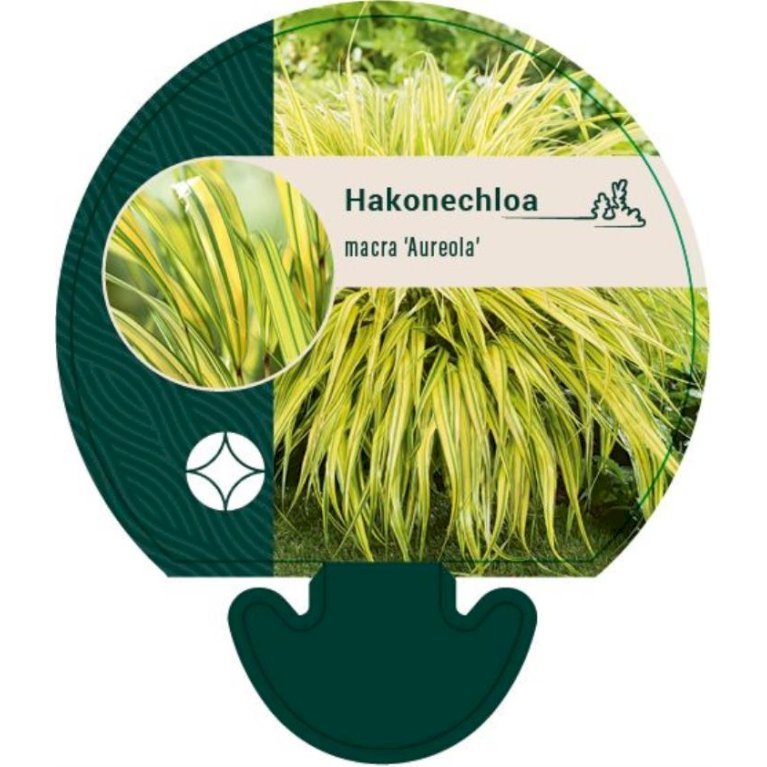 Japansk skovgræs 'Aureola'