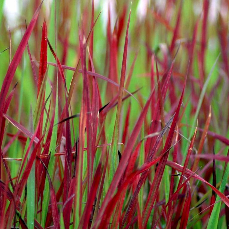 Japansk blodgræs 'Red Baron'