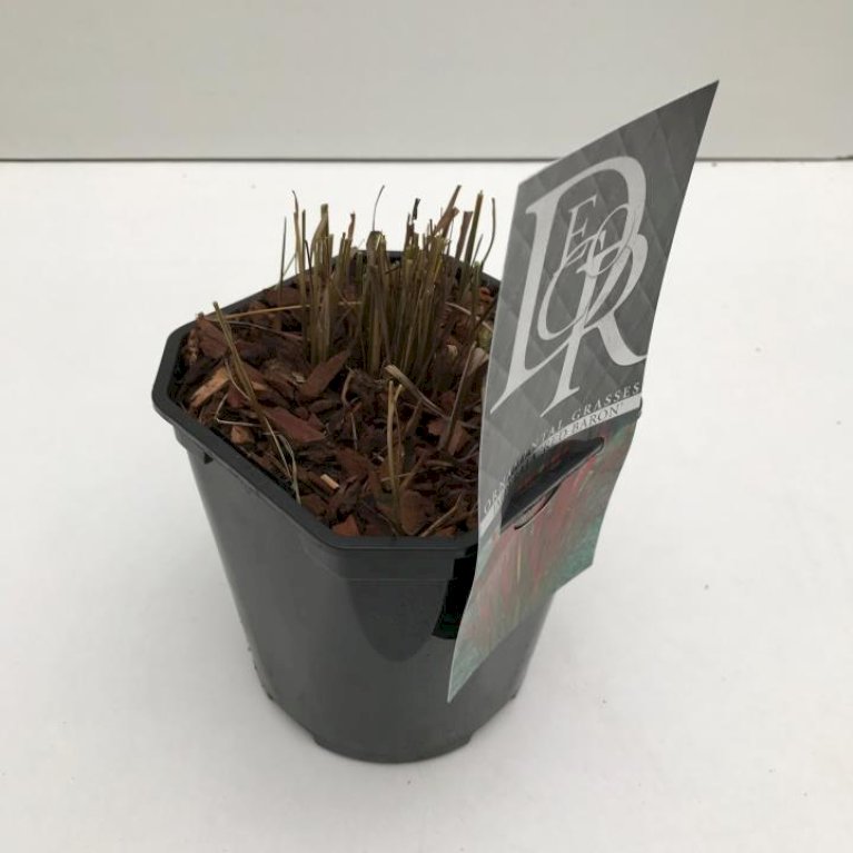 Japansk blodgræs 'Red Baron'