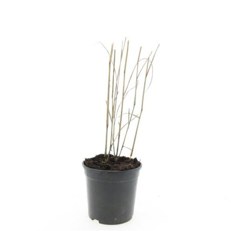 Staudehirse