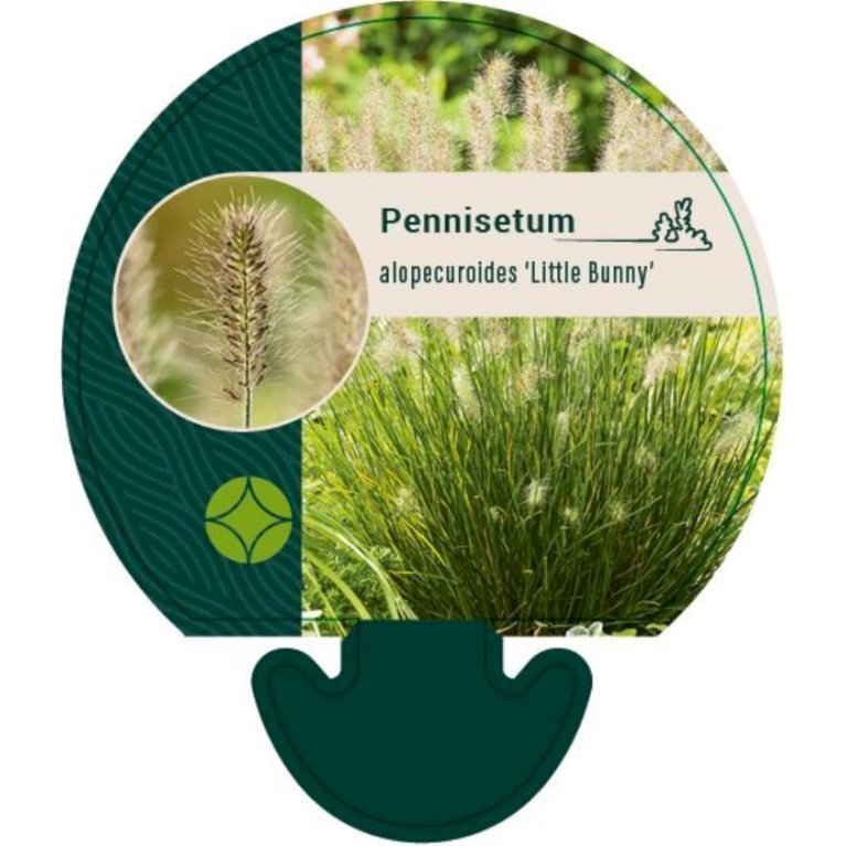 Lampepudsergræs 'Little Bunny'