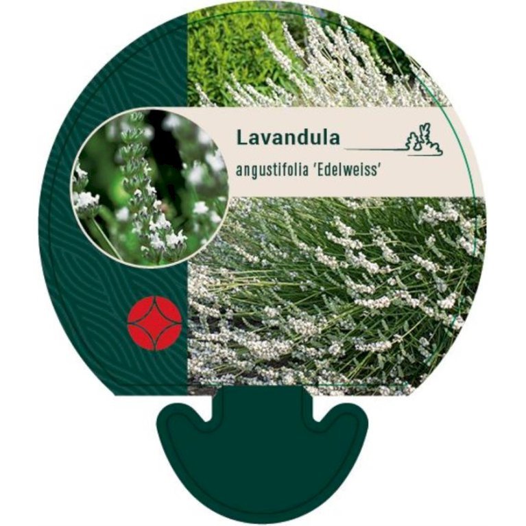 Lavendel 'Edelweiss'