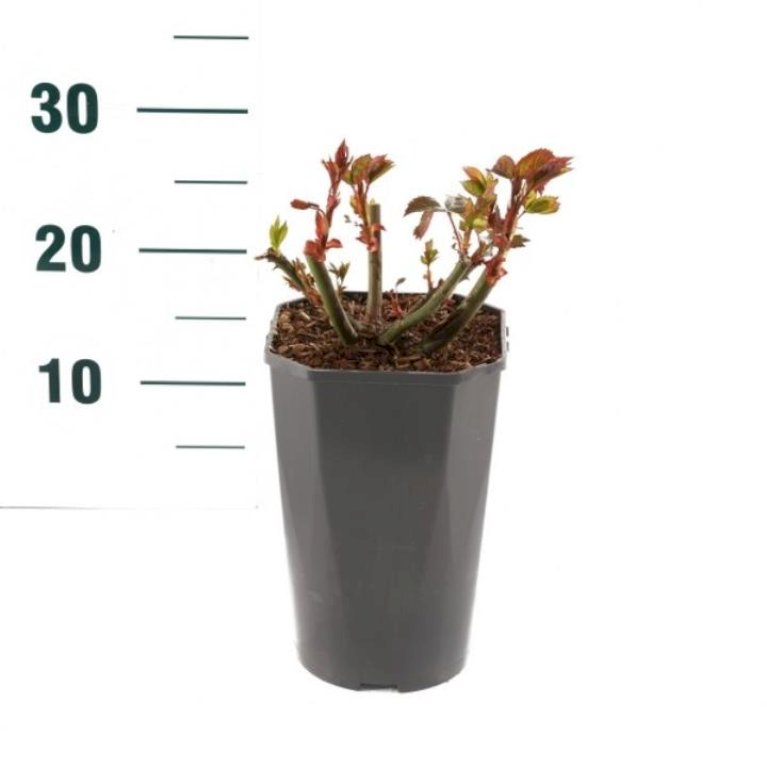 'Olympic™ Palace'®